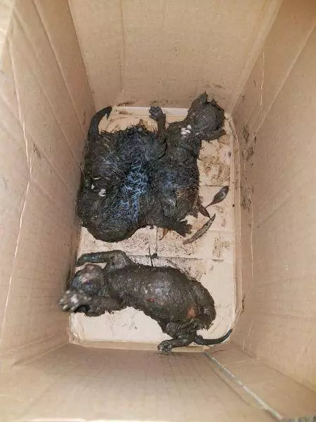 男子在下水道裡救出一窩奶貓,帶回家餵養一周後,貓咪竟然。。。