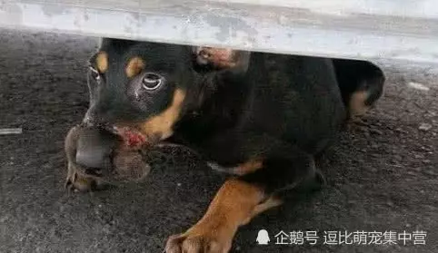 下班準備開車回家,卻發現車底下藏著一隻狗,仔細一看後立馬送醫