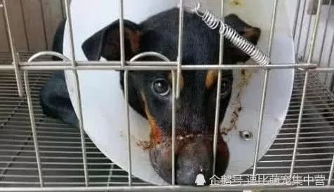 下班準備開車回家,卻發現車底下藏著一隻狗,仔細一看後立馬送醫