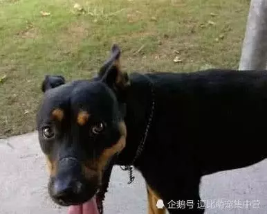 下班準備開車回家,卻發現車底下藏著一隻狗,仔細一看後立馬送醫