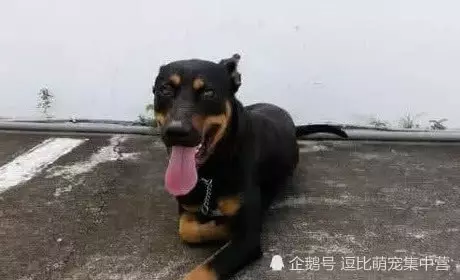 下班準備開車回家,卻發現車底下藏著一隻狗,仔細一看後立馬送醫