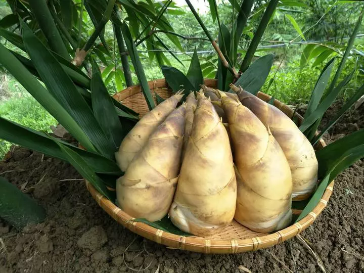 脂肪太多竟然可以用吃解決?這15種的食物能吸光你多餘的贅肉,怎麼現在才知道!!
