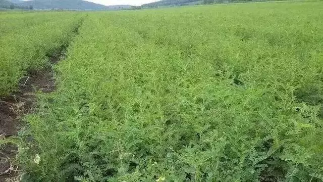 它被稱為「長壽草」,補氣功效不得了