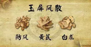 它被稱為「長壽草」,補氣功效不得了
