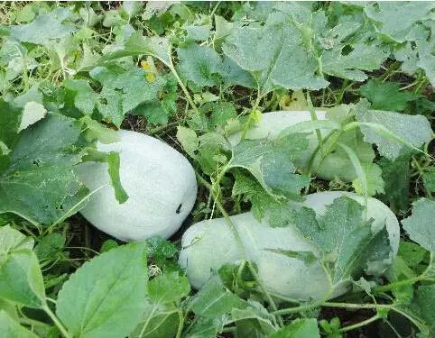 有齒痕、舌尖紅、舌苔黃、厚,從舌頭看健康對症食療