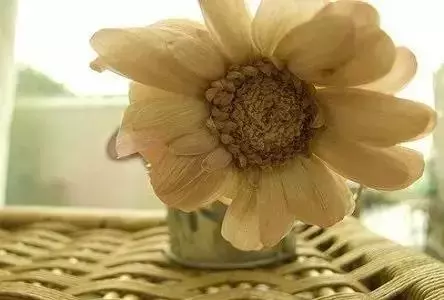 一生太短,我們都等不起