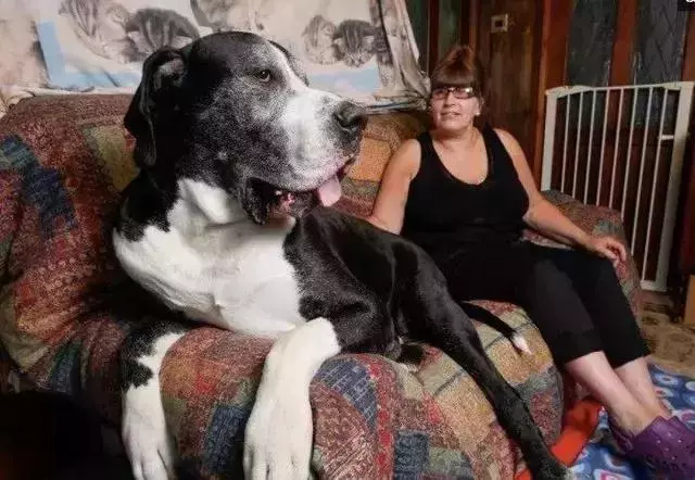 世界最頂級的五隻大狗,有圖有真相曾經獲得吉尼斯世界紀錄