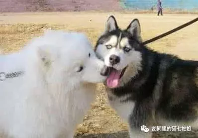 朋友家的小薩薩生了一窩黑寶寶,正好奇狗爸爸是誰時,走近一看....忍不住笑噴啦!