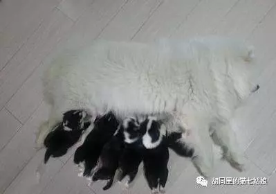 朋友家的小薩薩生了一窩黑寶寶,正好奇狗爸爸是誰時,走近一看....忍不住笑噴啦!