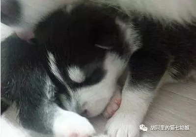 朋友家的小薩薩生了一窩黑寶寶,正好奇狗爸爸是誰時,走近一看....忍不住笑噴啦!
