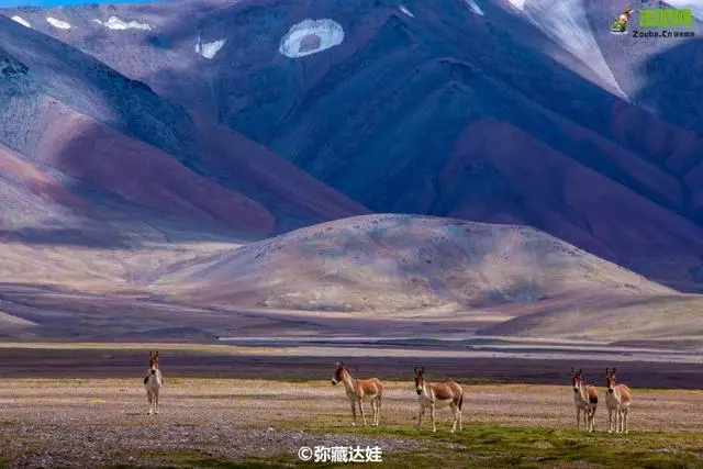 媲美318,比肩新藏線,從青海美到雲南,這條國道被嚴重低估!