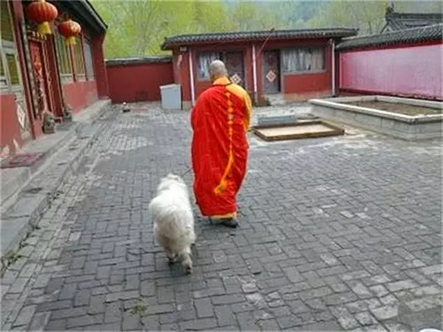 女主人佛系遛狗,拉布拉多無奈叼著狗繩遛自己,寸步不離緊隨主人