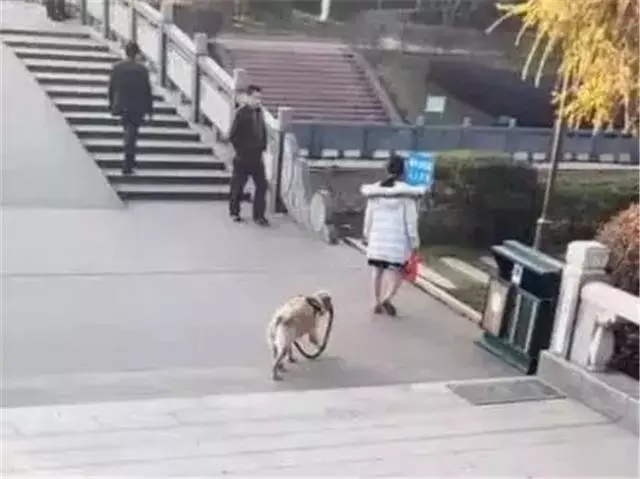 女主人佛系遛狗,拉布拉多無奈叼著狗繩遛自己,寸步不離緊隨主人