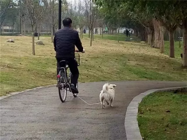 女主人佛系遛狗,拉布拉多無奈叼著狗繩遛自己,寸步不離緊隨主人