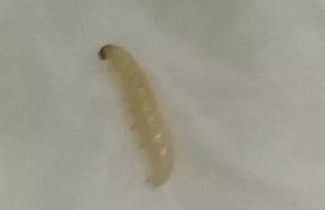 女子洗內衣洗出一條白蟲,她將衣服煮後,醫生一席話讓她面無血色