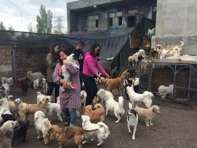救助站的狗狗真的比其他狗狗次一等嗎,破除領養的9個誤區