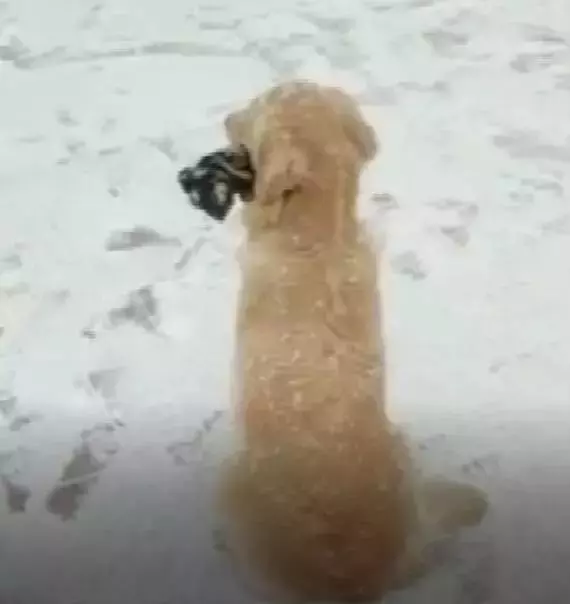 奇葩狗子為了迎接主人回家,竟然用了這種奇葩的方式