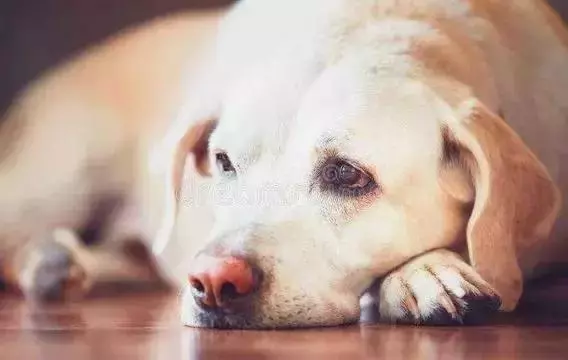 別讓狗狗因為一顆牙而丟了性命