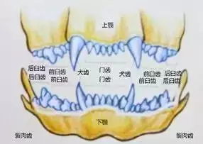 別讓狗狗因為一顆牙而丟了性命