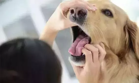 別讓狗狗因為一顆牙而丟了性命
