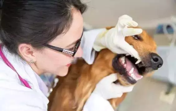 別讓狗狗因為一顆牙而丟了性命