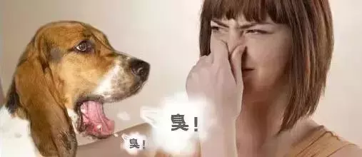別讓狗狗因為一顆牙而丟了性命