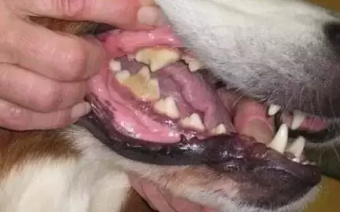 別讓狗狗因為一顆牙而丟了性命