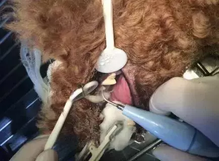 別讓狗狗因為一顆牙而丟了性命