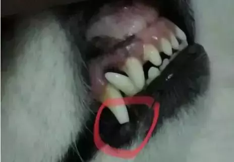 別讓狗狗因為一顆牙而丟了性命