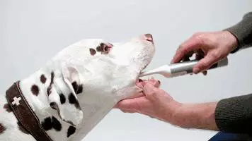 別讓狗狗因為一顆牙而丟了性命