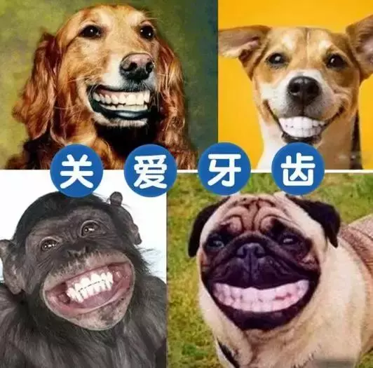 別讓狗狗因為一顆牙而丟了性命