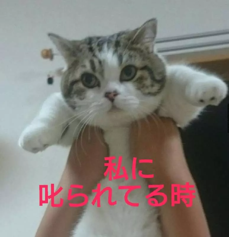 胖跩人「被馬麻罵 VS 被把拔罵」反應差很多 網笑癱:幫女主人QQ