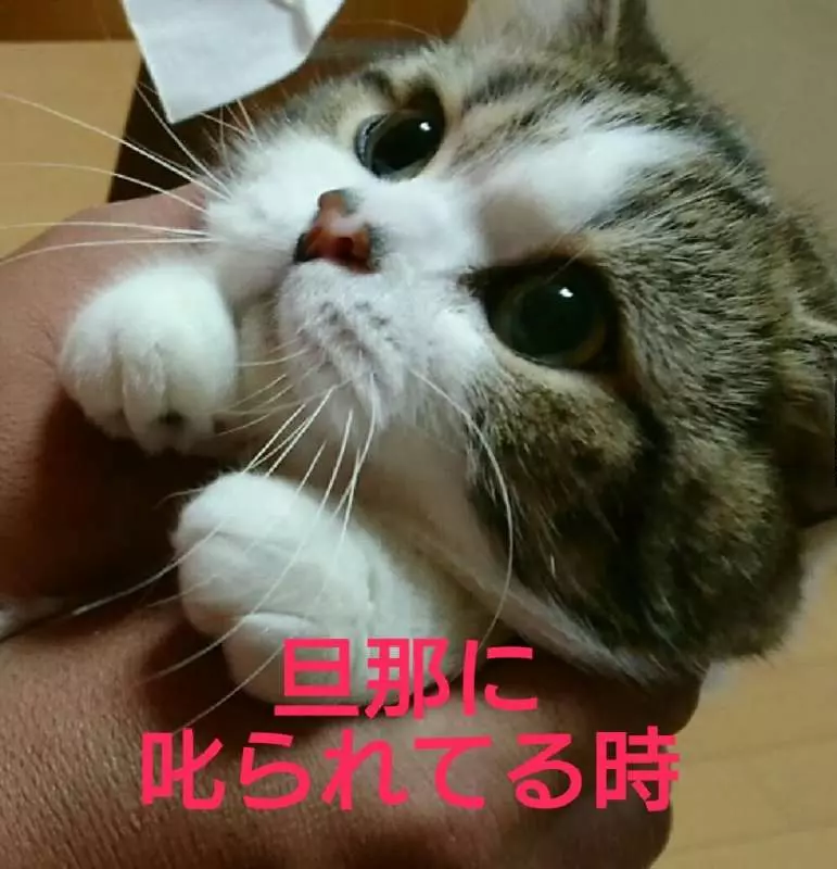 胖跩人「被馬麻罵 VS 被把拔罵」反應差很多 網笑癱:幫女主人QQ