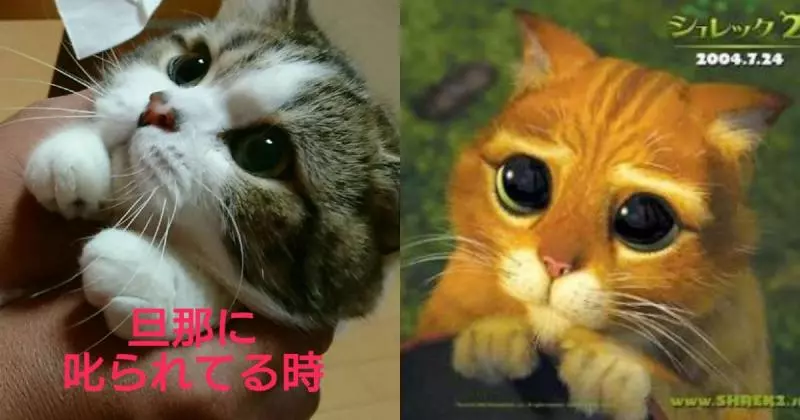 胖跩人「被馬麻罵 VS 被把拔罵」反應差很多 網笑癱:幫女主人QQ