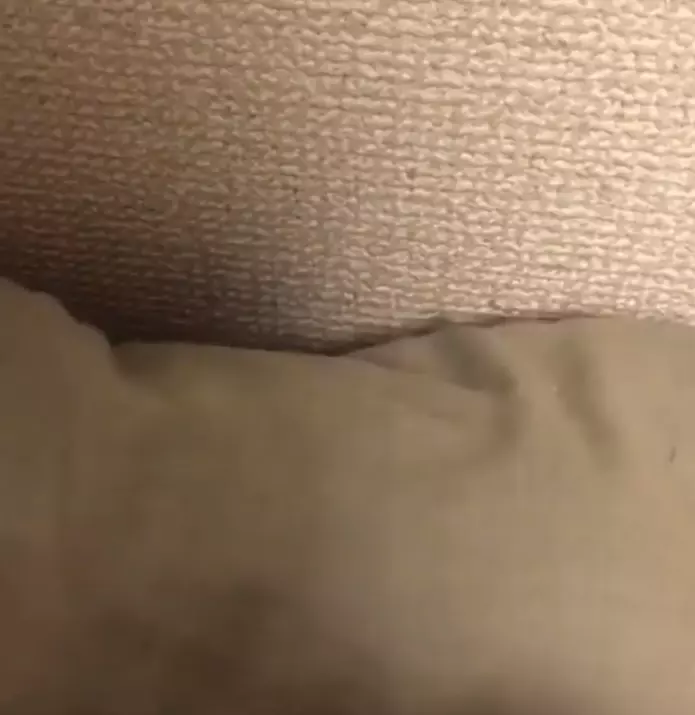 果然水做的!小橘貓「巴著沙發」漸漸消失...5秒就不見:啊~我流下去了