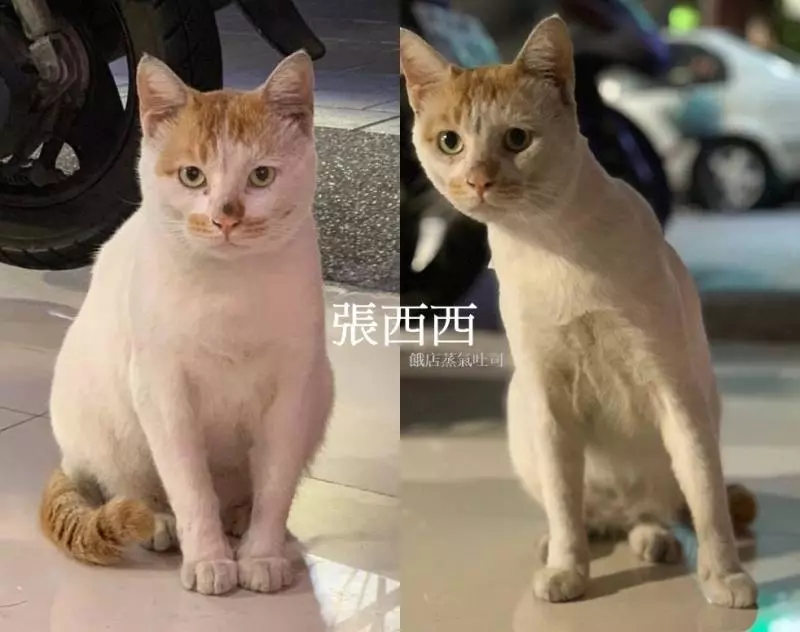 貓店長「躺防火巷」最後告別!老闆娘「上前輕撫」心碎落淚:前幾天還來顧店...