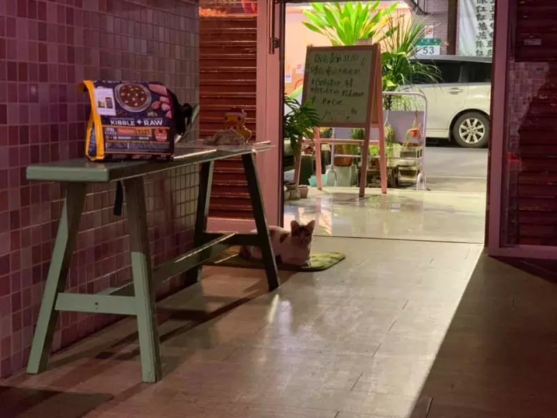貓店長「躺防火巷」最後告別!老闆娘「上前輕撫」心碎落淚:前幾天還來顧店...