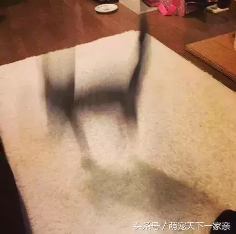 網友投稿「誰把貓咪拍得最醜」比賽,從第一張開始就讓人笑到停不下來!