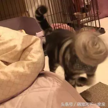 網友投稿「誰把貓咪拍得最醜」比賽,從第一張開始就讓人笑到停不下來!