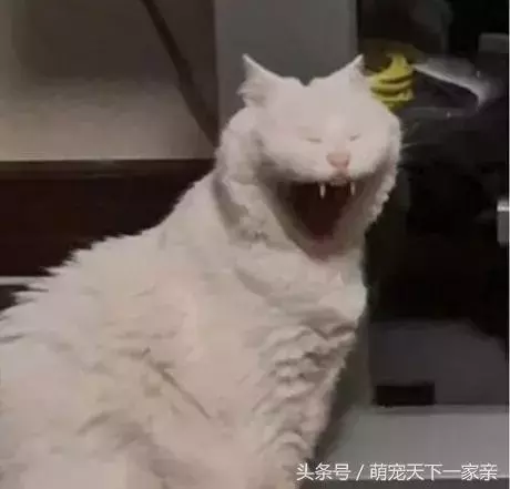 網友投稿「誰把貓咪拍得最醜」比賽,從第一張開始就讓人笑到停不下來!
