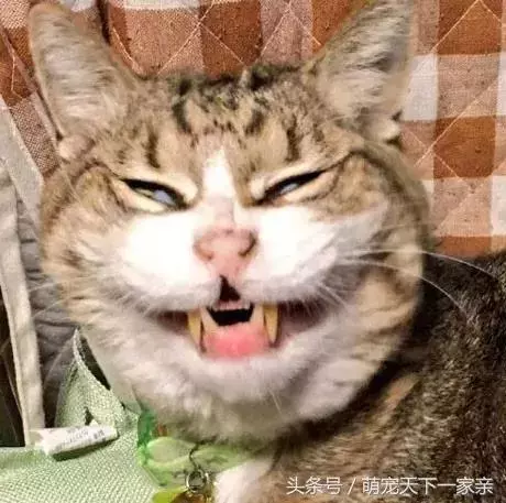 網友投稿「誰把貓咪拍得最醜」比賽,從第一張開始就讓人笑到停不下來!