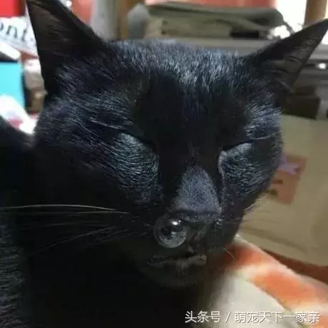 網友投稿「誰把貓咪拍得最醜」比賽,從第一張開始就讓人笑到停不下來!