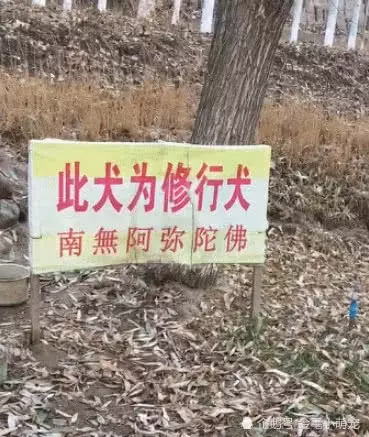 狗狗被拴在山上沒人管,原以為是被拋棄,一看旁邊的「狗牌」笑噴