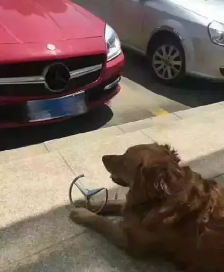 看到金金在路上啃賓士,嚇得主人都要哭了!!聯絡車主後,竟說!....
