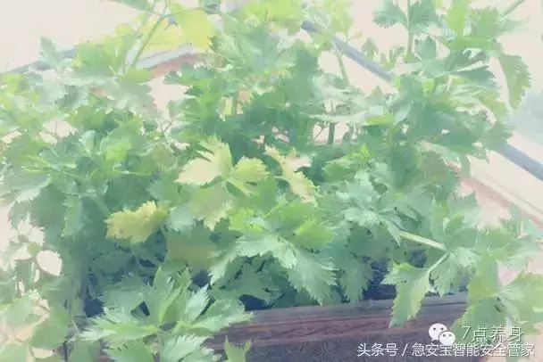 不用藥,血壓從170降到110,人人適用!