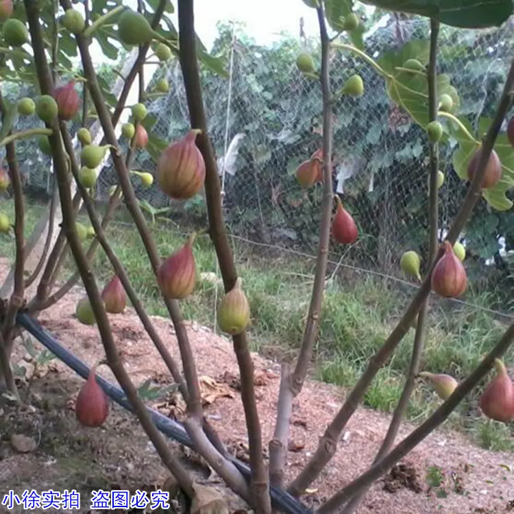 教您種植無花果,養生,治療便秘有好處!