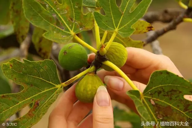 教您種植無花果,養生,治療便秘有好處!