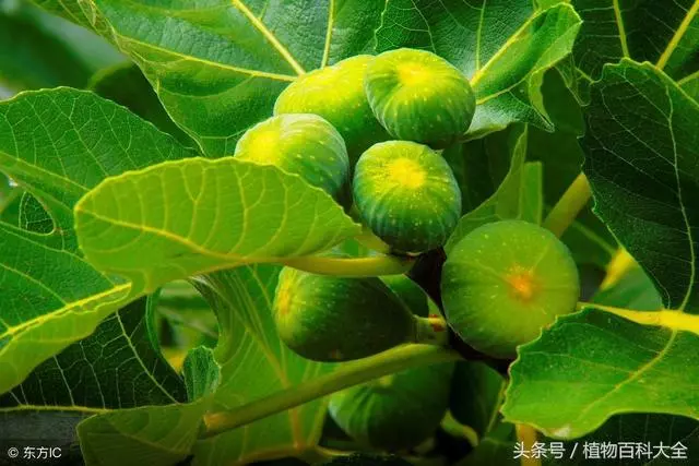 教您種植無花果,養生,治療便秘有好處!