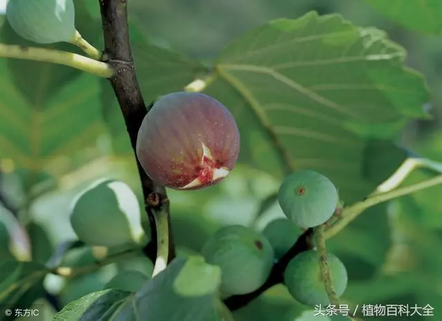 教您種植無花果,養生,治療便秘有好處!