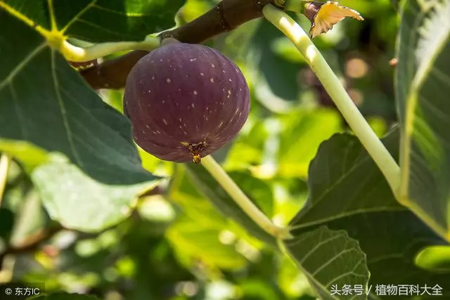 教您種植無花果,養生,治療便秘有好處!